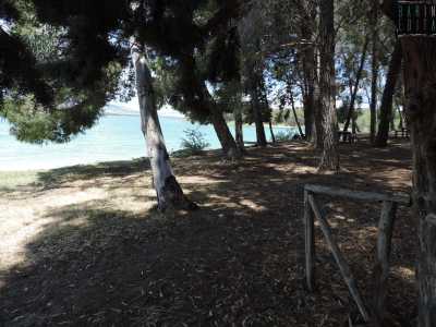 ...si tratta di alberi piantati qui dopo un�operazione di rimboschimento...